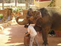 Rio Safari  - The Elephant Show